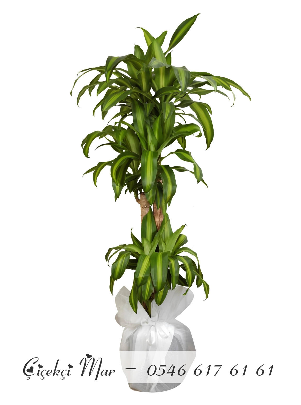 4 kök Massengena Çiçeği