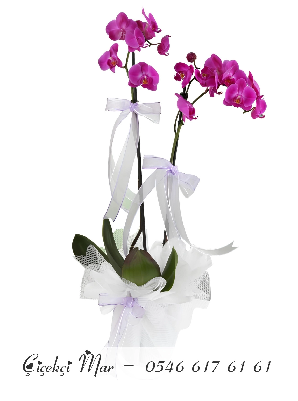 Çift Dallı Mor Orkide