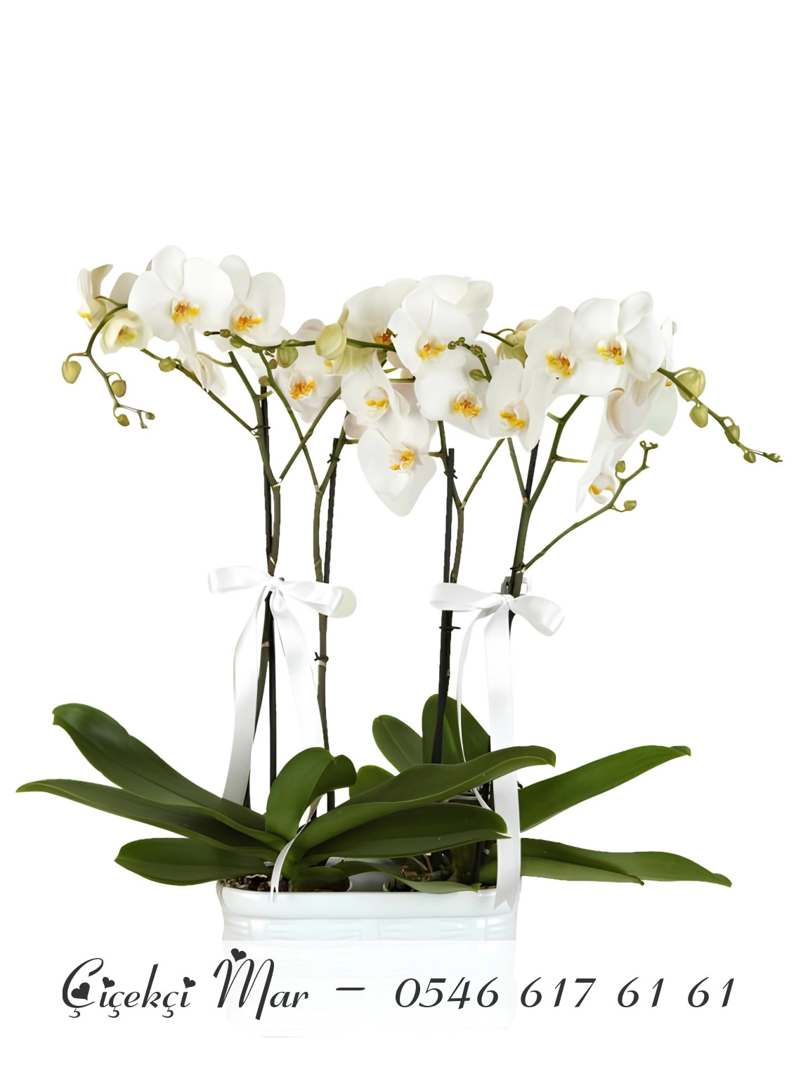 Jumbo Boy Orkideler