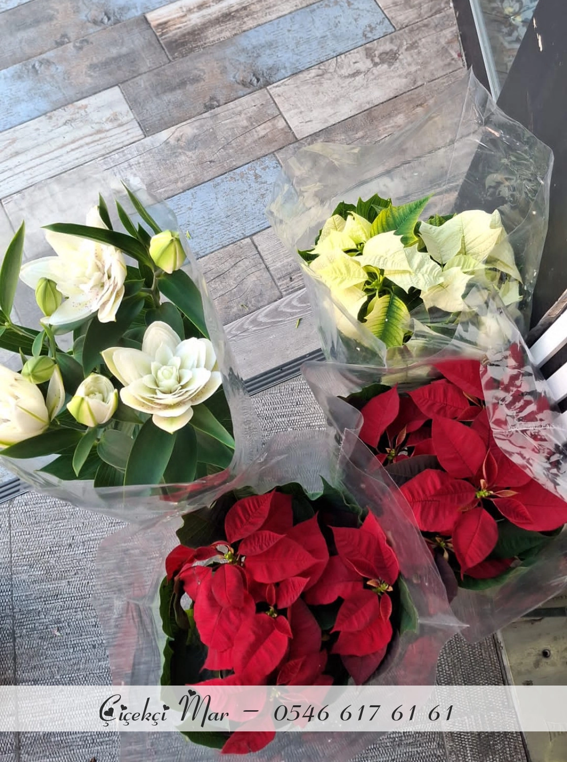 Lilyum Ve Pontesya
