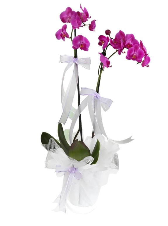 Çift Dallı Mor Orkide