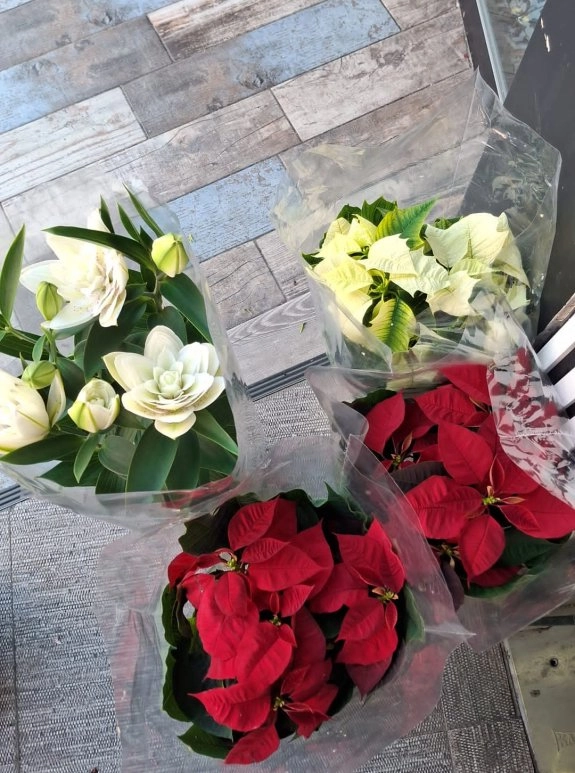 Lilyum Ve Pontesya